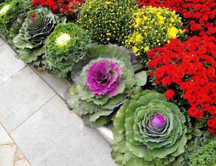 Декоративно зеле по границата