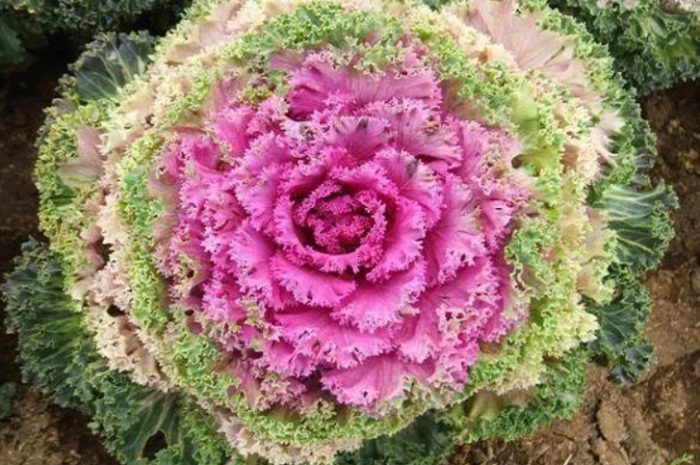 Декоративно зеле