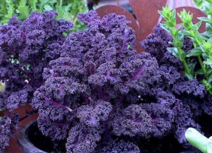 Сорт Малиновка