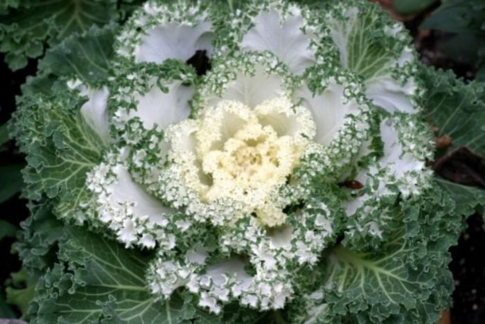 Нагойско бяло хибридно зеле