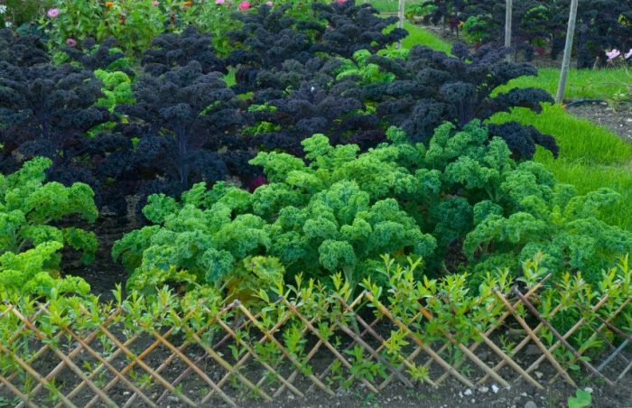 Декоративно зеле с форма на палма