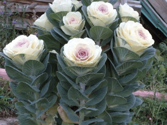 Декоративен сорт зеле Изгрев