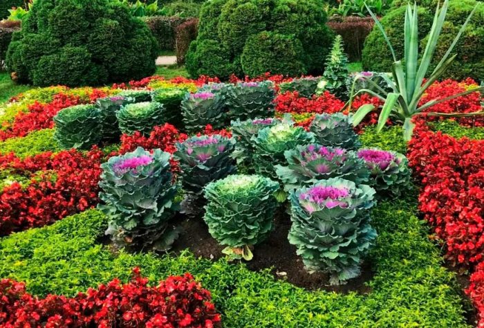 Декоративно зеле в цветна леха