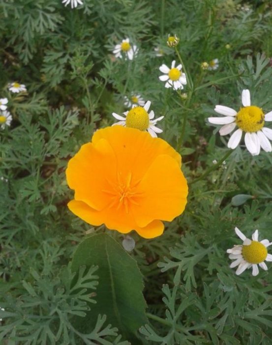 Λουλούδι παπαρούνας Καλιφόρνιας