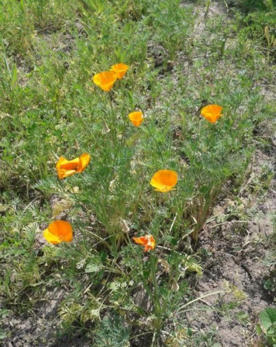 Εσχόλτσια στον κήπο