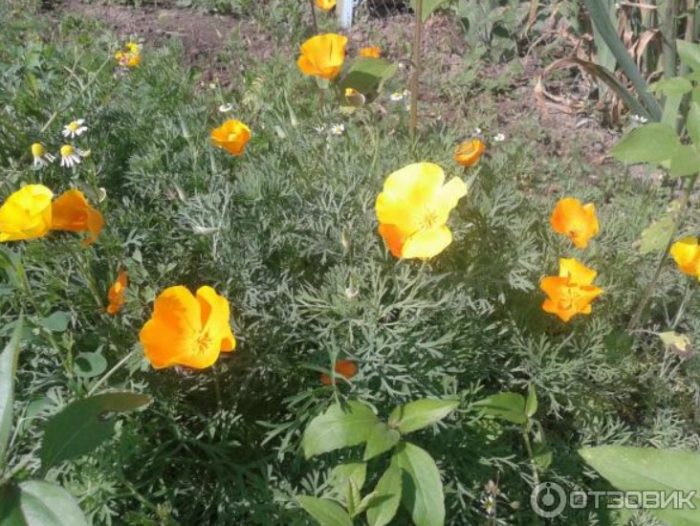 Εσχόλτσια σε παρτέρι