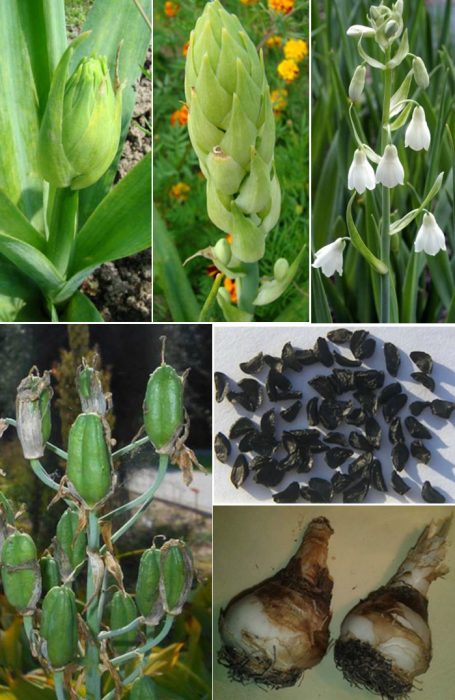 Πώς μεγαλώνει η Γαλτόνια