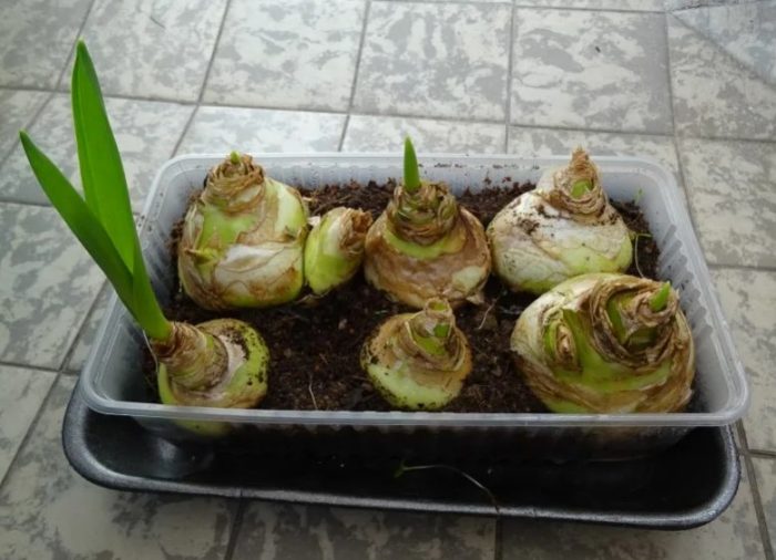 Βολβοί Γαλτίνια