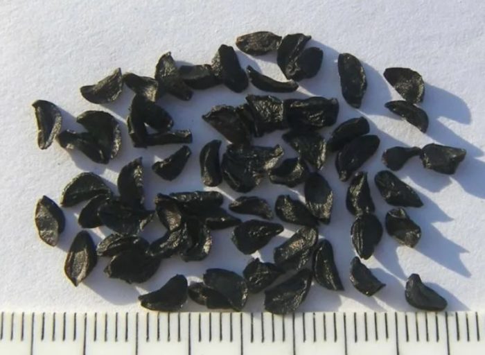 Σπόροι Γαλτίνια