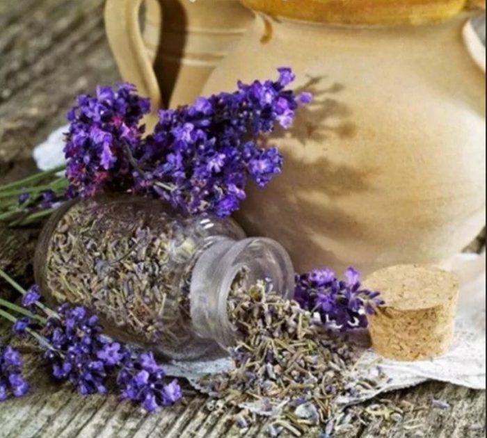 Лавада цвете