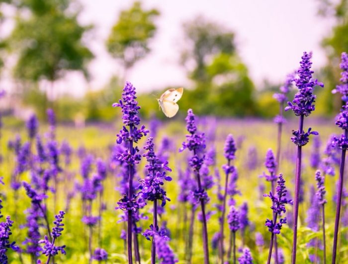 Лавандулови цветове