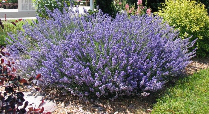 Лавандула в градината