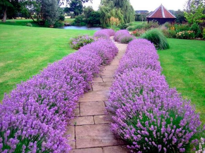Лавандула по пътеката