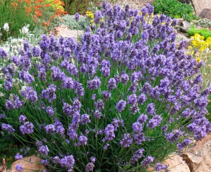 Лавандула сред камъните