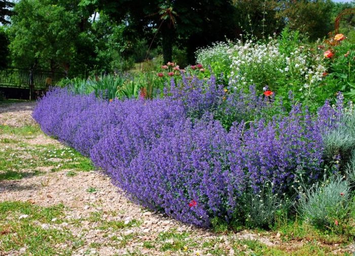 Лавандула на вилата