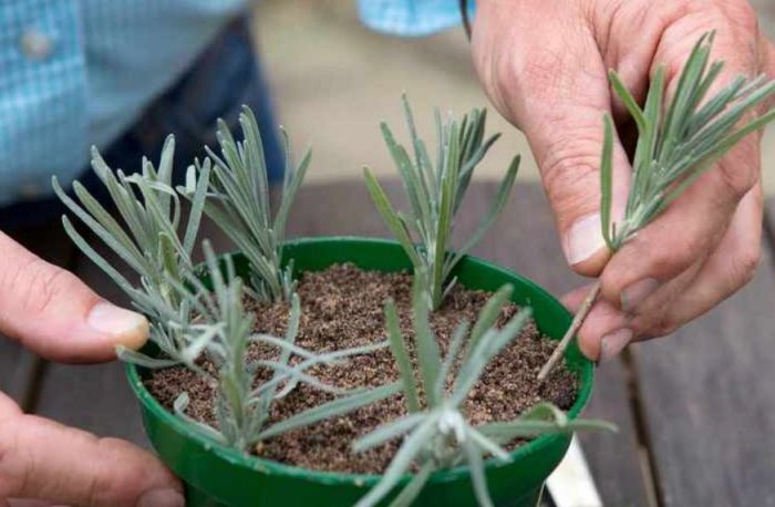 Резници от лавандула