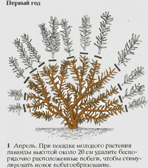 Подрязване на лавандула 1 година