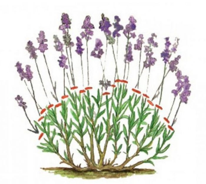 Отрязване на издънки