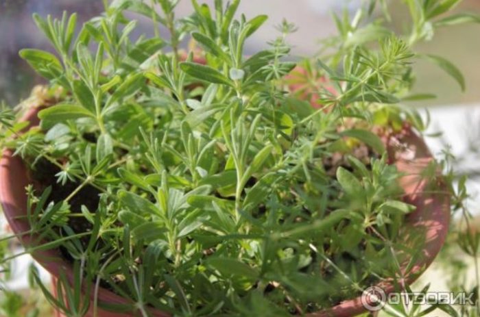 Кълнове от лавандула