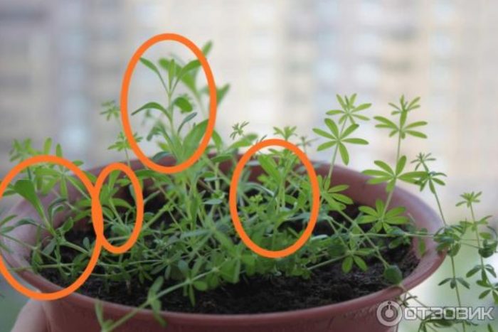 Лавандула и трева