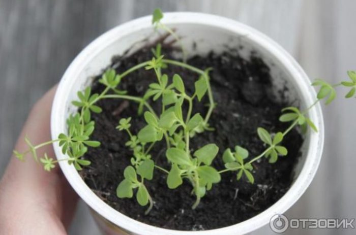 Трева и лавандула