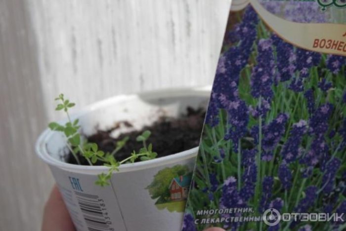 Пакет семена и разсад