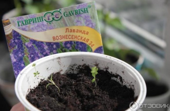 Саксия за семена от лавандула