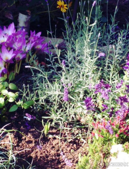 Лавандула в градината