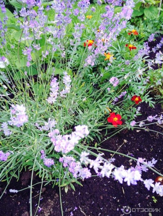 Лавандула сред цветя