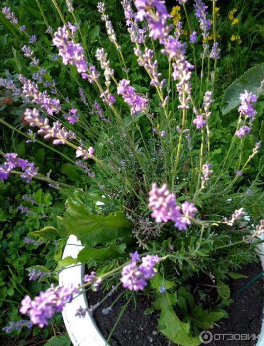 Лавандула в саксия