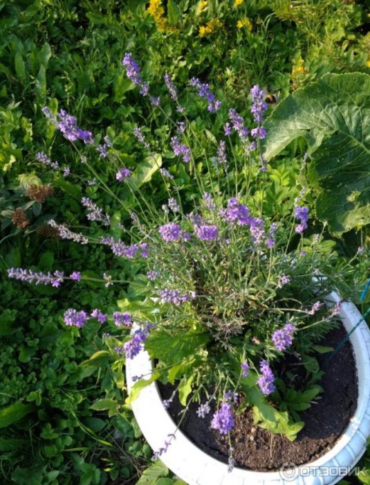 Ароматно растение