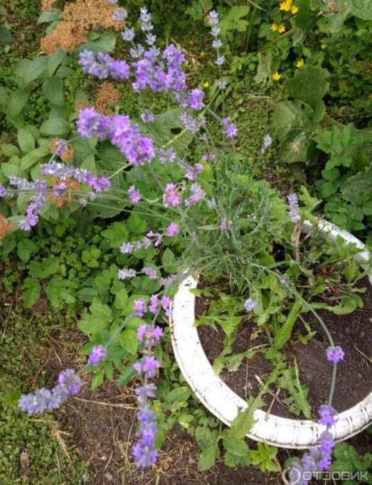 Цъфтяща лавандула