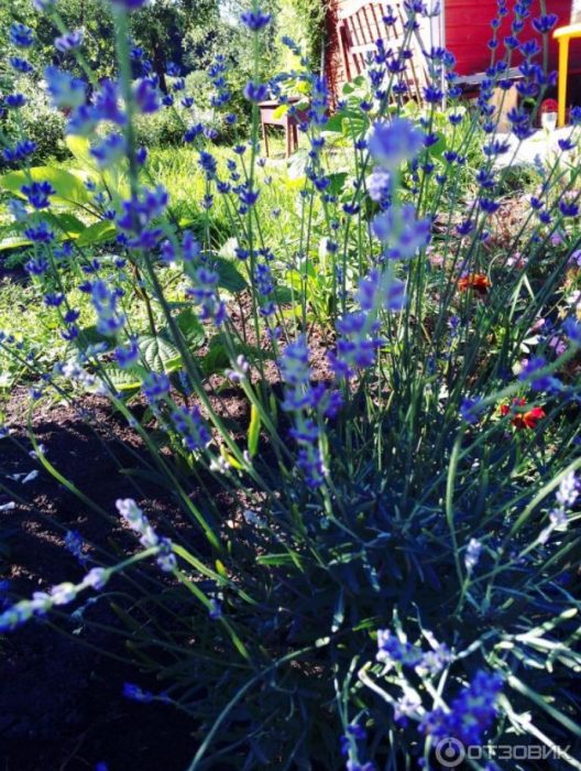 Лавандулови храсти