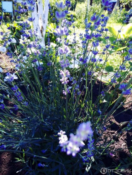 Лавандулов храст