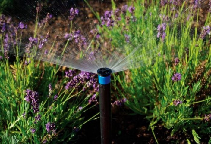 Поливане на лавандула