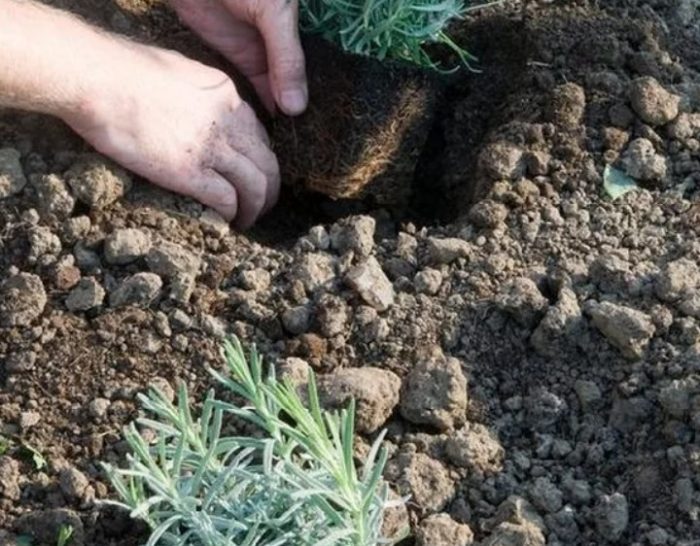 Засаждане на разсад от лавандула