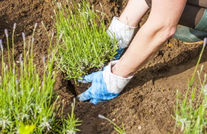 Засаждане на разсад в земята