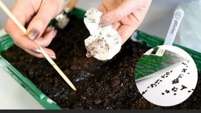 Засяване на разсад от лавандула