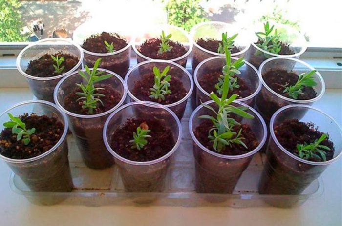 Разсад от лавандула