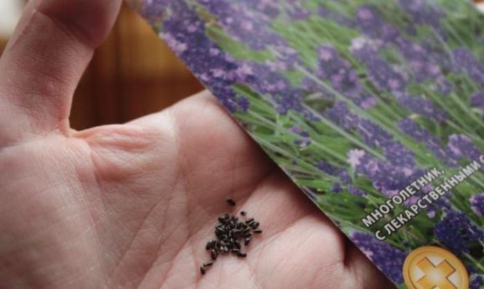 Семена от лавандула