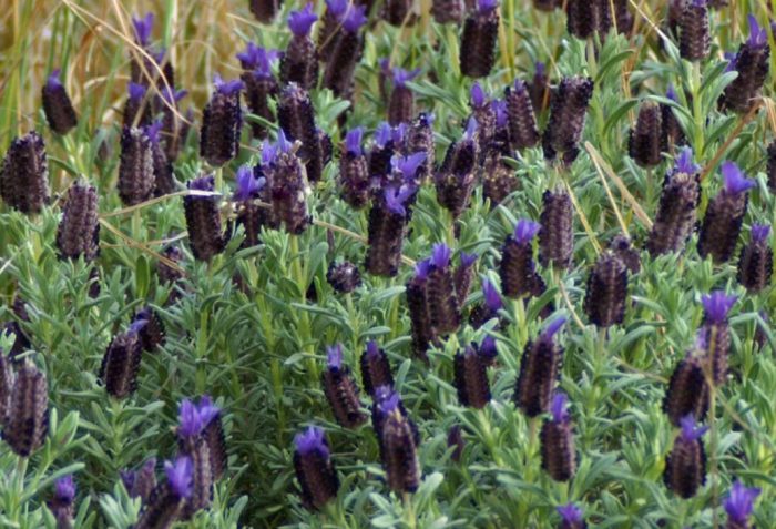 Сорт „Синя звезда“