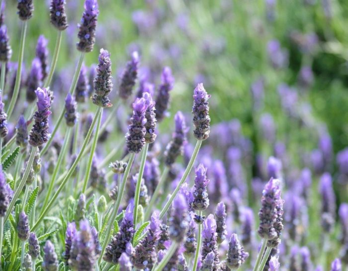 Широколистна лавандула сорт Кастиляно