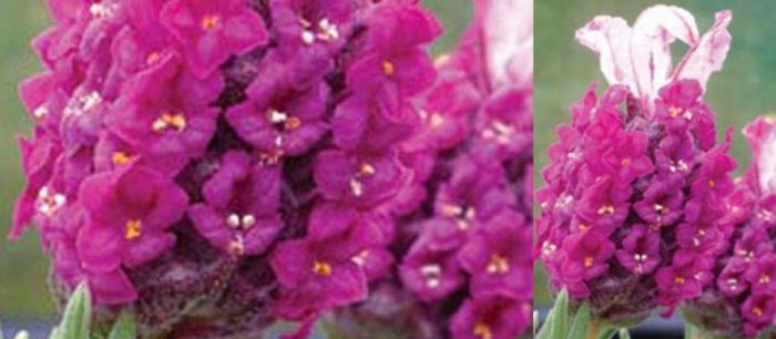 Сорт червена лавандула