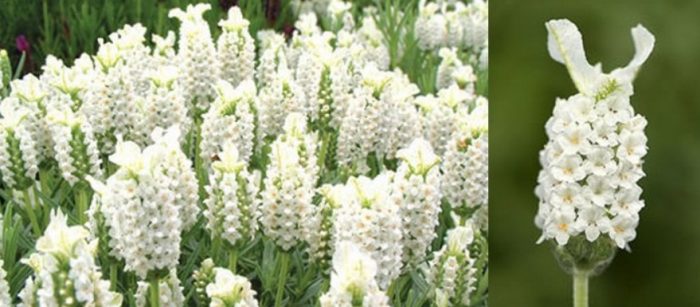 Бяла лавандула от сорта Leucantha