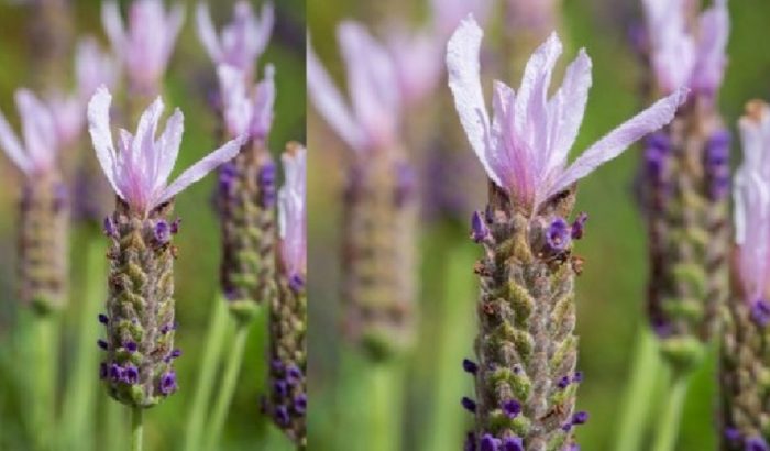 Лавандула Луси Розово