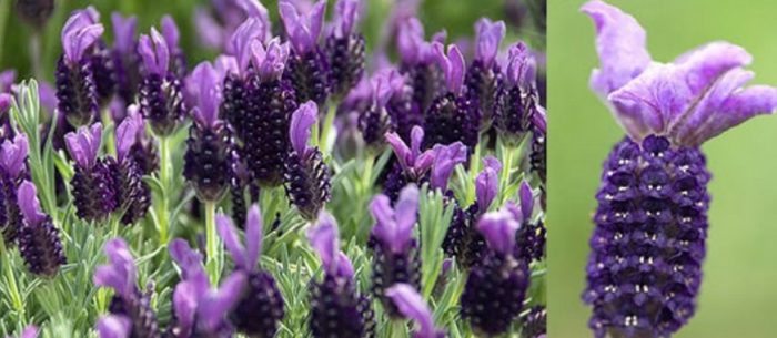 Сорт лавандула Стехада Нощ на страстта