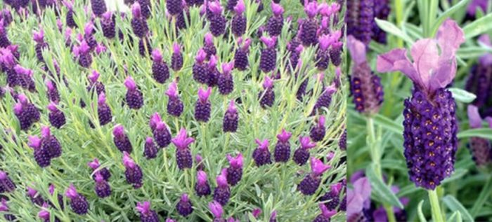 Разновидност Stoechas subsp.