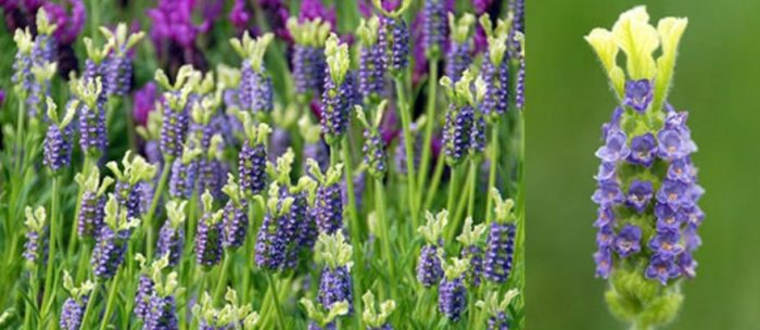 Разнообразие от Ван Гог