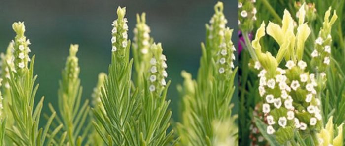 Сорт Виридис