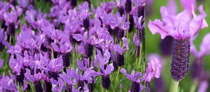 Сорт Уилоу Вейл